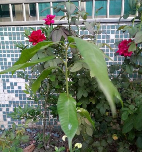 芒果核怎么种盆栽（芒果种子的种植方法讲解）