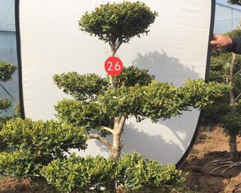 豆瓣黄杨怎么养殖（黄杨盆景养护知识）