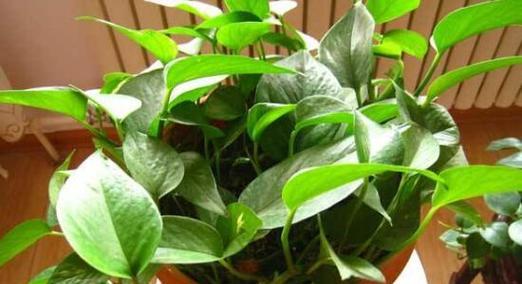 绿萝植物怎么养（养绿萝要注意事项）