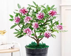 瑞香花好养活吗（瑞香花养殖方法讲解）