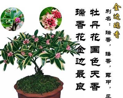 瑞香花好养活吗（瑞香花养殖方法讲解）