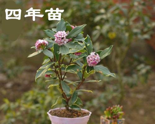 瑞香花好养活吗（瑞香花养殖方法讲解）