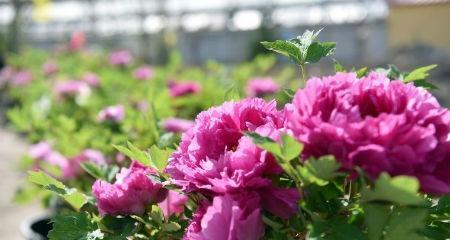 牡丹花几月份开（关于牡丹花开花时间）