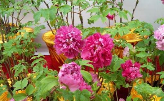 牡丹花几月份开（关于牡丹花开花时间）