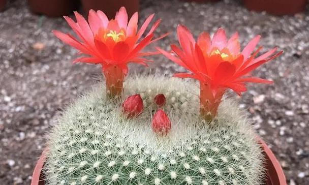 仙人球哪种好看又好养（有关仙人掌的特点简介）