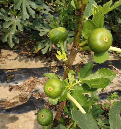 无花果结果期间怎么管理（有关无花果树的栽培技术）