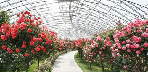 月季花栽培管理技术要点（了解月季的栽培方法与管理）