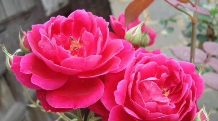 月季花栽培管理技术要点（了解月季的栽培方法与管理）