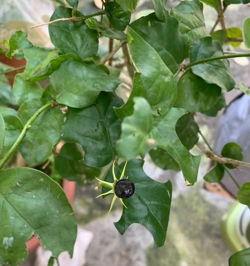 茉莉花种子多久发芽（茉莉花的养殖方法和注意事项）