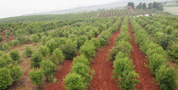 油茶树的种植和管理方法（简述油茶树的栽培要点）