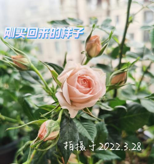 月季施肥用什么肥料好（月季花正确施肥方法）