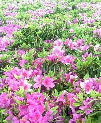 春鹃怎么养护（春鹃的养护与管理）