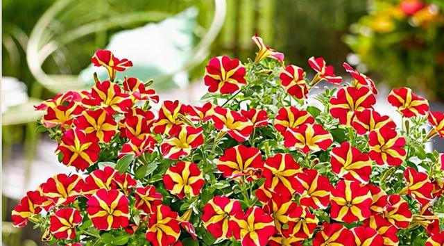 春天开的花有多少种（盘点八种春天最美的花）