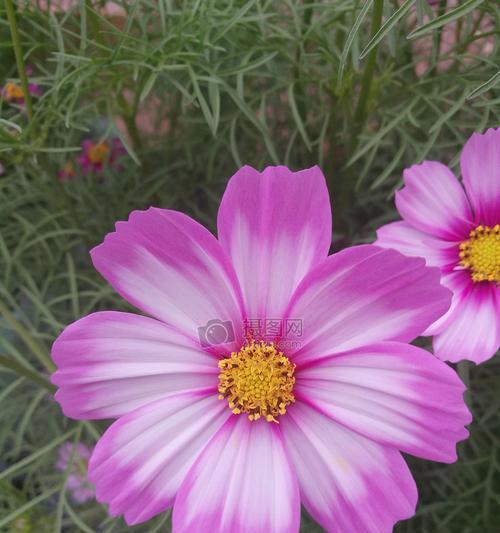 春天开的花有多少种（盘点八种春天最美的花）