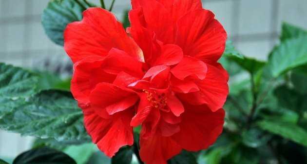 扶桑花的养殖方法（扶桑花的栽培技术要点）
