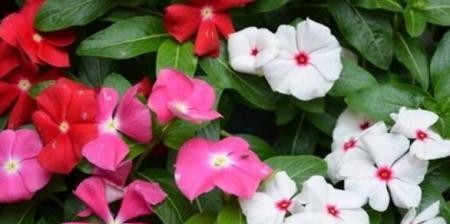 长春花花期多久时间（有关长春花的养护知识）