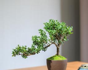 盆栽冬青树怎么养（冬青盆景种植和养护）