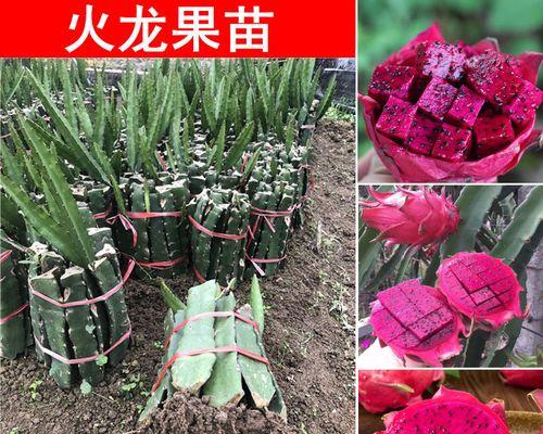 火龙果籽怎么种（火龙果籽的种植方法和时间）