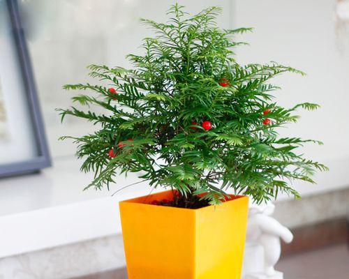 红豆杉树如何种养（红豆杉盆栽种植方法）