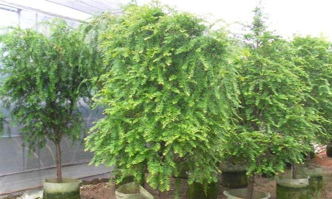 红豆杉树如何种养（红豆杉盆栽种植方法）