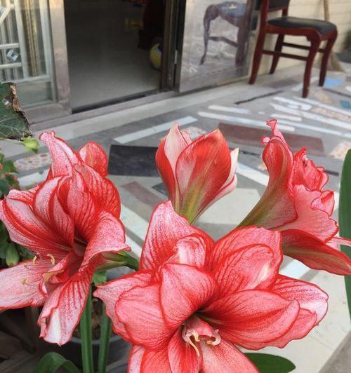 朱顶红花谢后叶子疯长怎么回事（有关朱顶红养护小妙招）