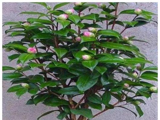 茶花在夏天怎么养（茶花夏季养护与管理）