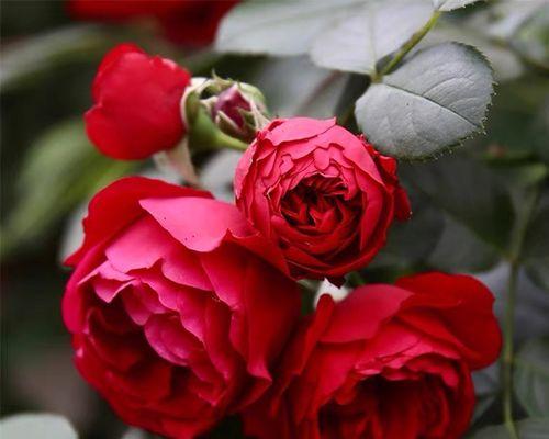 月季花怎样繁殖（月季花扦插时间和方法）