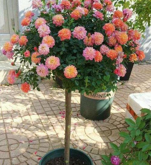 月季花怎样繁殖（月季花扦插时间和方法）