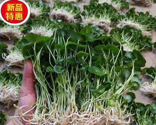 铜钱草怎样水培（水养铜钱草的正确方法）