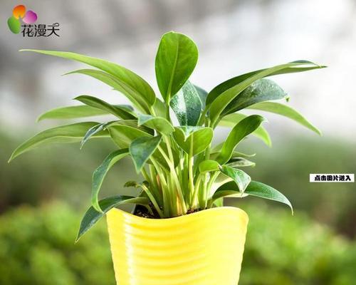 怎么养金钻才能茂盛（金钻养护的正确方法）