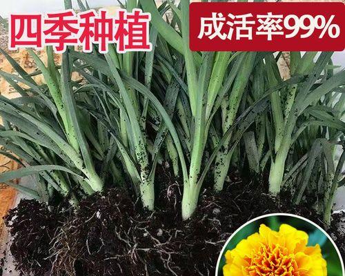 如何养康乃馨盆栽（康乃馨盆栽的养殖方法讲解）