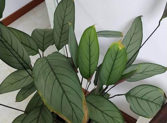 飞羽竹芋怎么养殖（水培飞羽竹芋的养殖方法）
