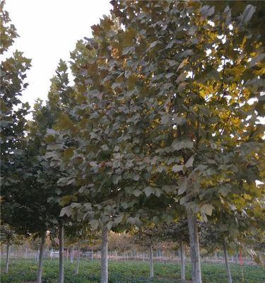 法桐最新价格多少（法桐最新价格）