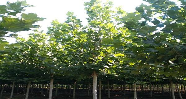 法桐最新价格多少（法桐最新价格）