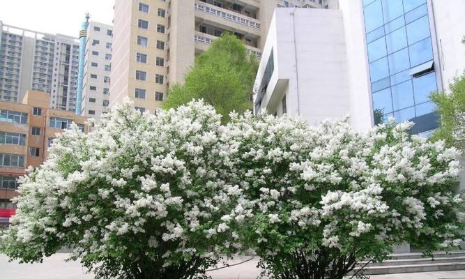 丁香花如何种植（丁香花的栽培及养护）