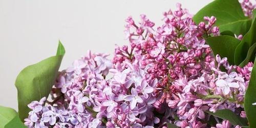 丁香花如何种植（丁香花的栽培及养护）