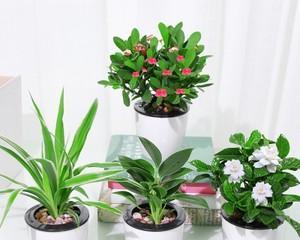 最耐寒的十大室内植物（打造室内绿意）