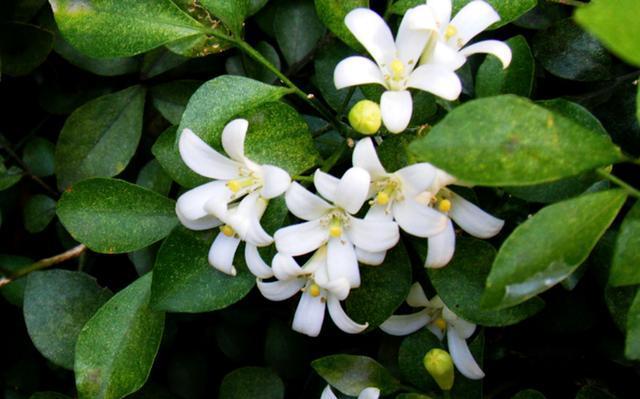 七里香花怎么种植（七里香花的栽培技术）