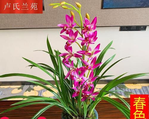 兰花的种养方法有哪些（了解兰花的养护方法）