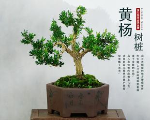 小叶黄杨的养殖方法（打造美丽庭院的小叶黄杨）