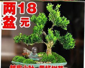 小叶黄杨的养殖方法（打造美丽庭院的小叶黄杨）