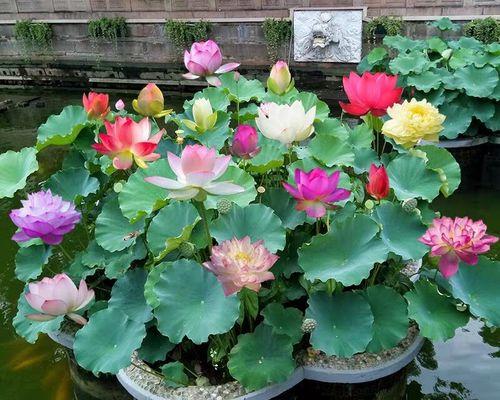 藕怎么种植方法（水培碗莲的养护要点）