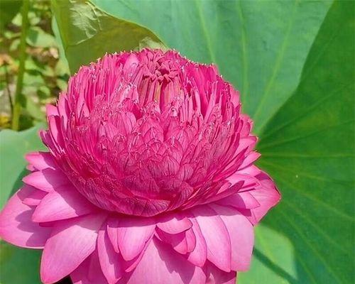 藕怎么种植方法（水培碗莲的养护要点）