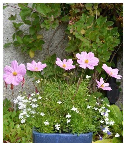 波斯菊幼苗种植方法是什么（有关波斯菊的栽培技术）