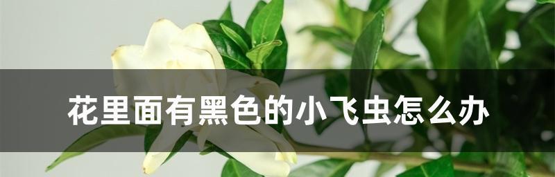 室内花盆里有小飞虫怎么去除小妙招