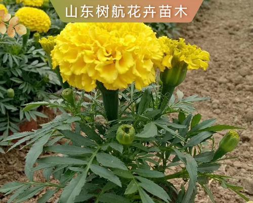 万寿菊什么时候播种（万寿菊播种时间和方法）