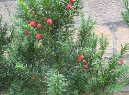 红豆杉怎么养殖（红豆杉种植注意事项）
