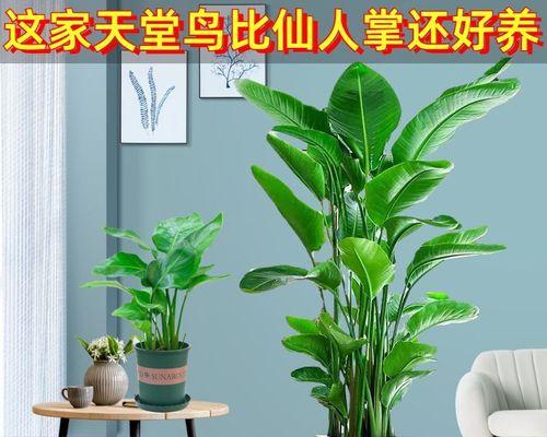 观花植物有哪些（常见观花植物分享）