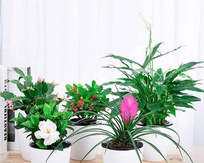 花叶绿萝怎么养（花叶绿萝的养殖方法和注意事项）