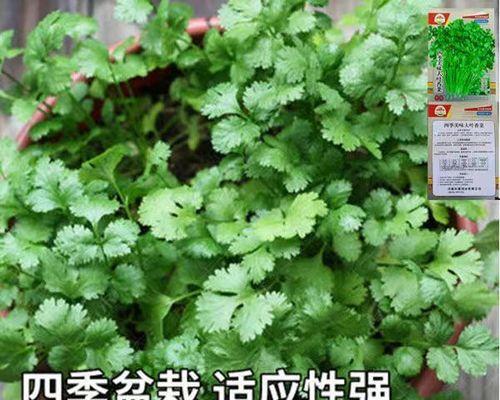 香菜怎么种植（香菜的种植方法步骤）